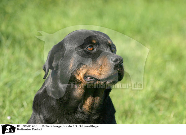 Rottweiler Portrait / SS-01460