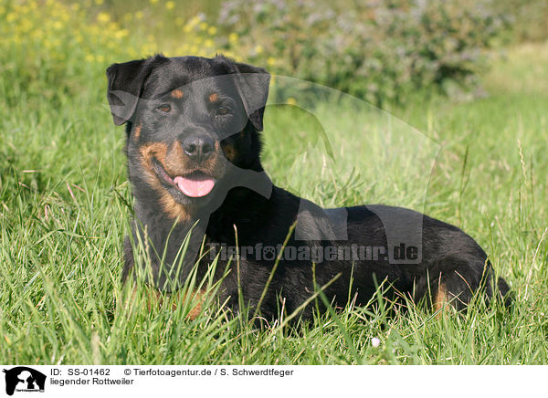 liegender Rottweiler / lying Rottweiler / SS-01462