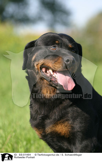 Rottweiler Portrait / Rottweiler Portrait / SS-01464
