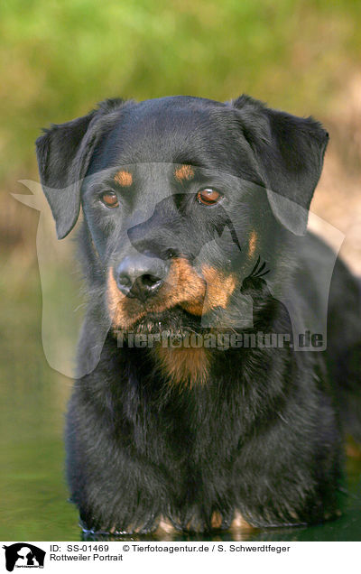 Rottweiler Portrait / Rottweiler Portrait / SS-01469