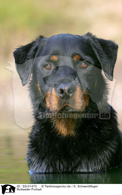 Rottweiler Portrait / Rottweiler Portrait / SS-01470