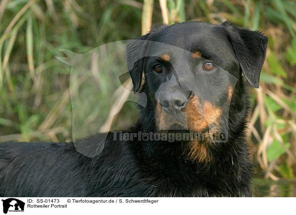 Rottweiler Portrait / Rottweiler Portrait / SS-01473