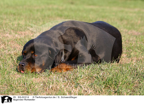 liegender Rottweiler / SS-00314