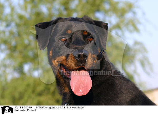 Rottweiler Portrait / SS-00319
