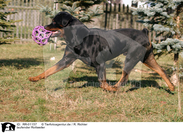 laufender Rottweiler / Rottweiler with toy / RR-01157