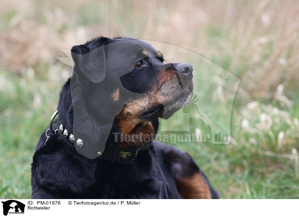 Rottweiler / Rottweiler / PM-01976