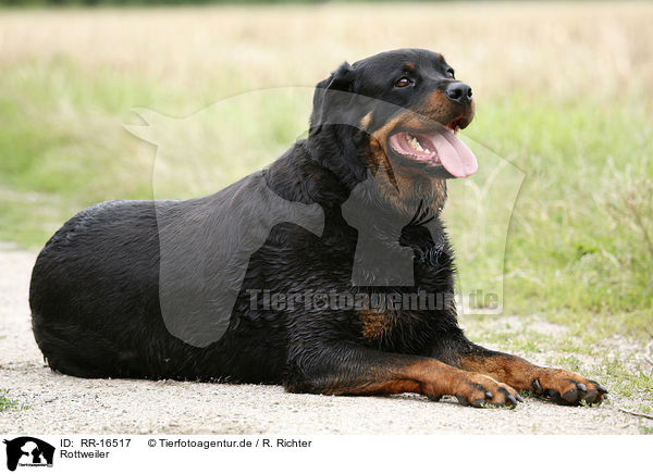 Rottweiler / Rottweiler / RR-16517