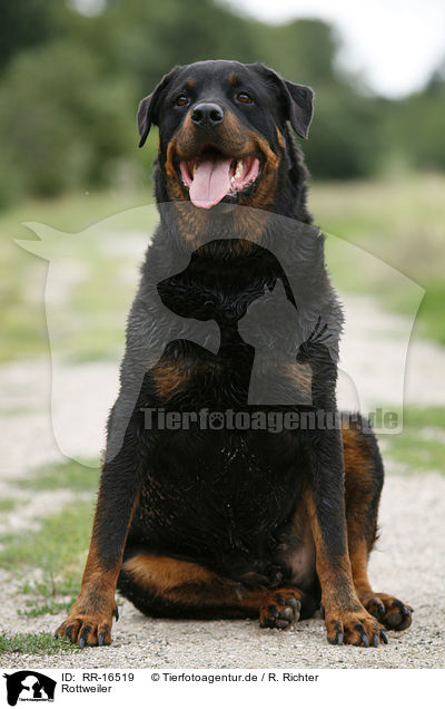 Rottweiler / Rottweiler / RR-16519