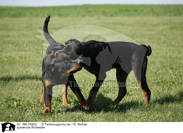 spielende Rottweiler / RR-16902