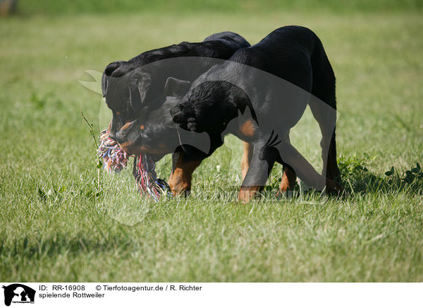 spielende Rottweiler / RR-16908