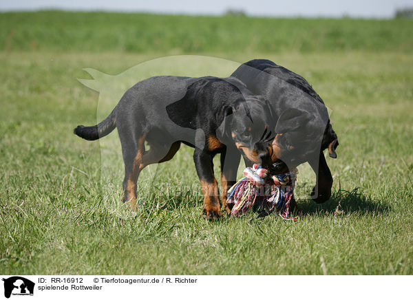 spielende Rottweiler / RR-16912