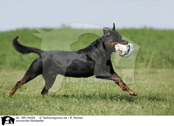 rennender Rottweiler / RR-16946