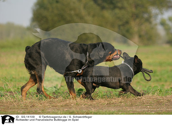 Rottweiler und Franzsische Bulldogge im Spiel / SS-14109