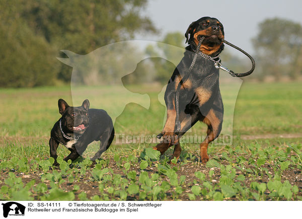 Rottweiler und Franzsische Bulldogge im Spiel / playing Rottweiler and French Bulldog / SS-14111