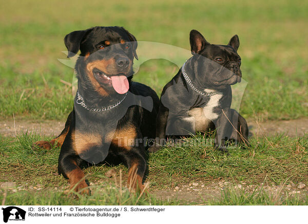 55+ French Bulldog Rottweiler Mix