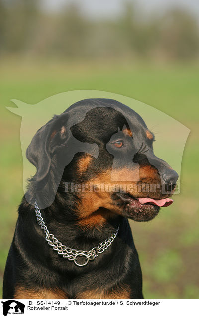 Rottweiler Portrait / SS-14149