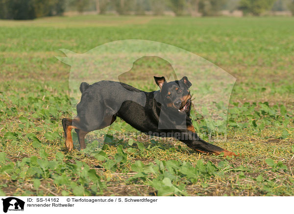 rennender Rottweiler / SS-14162