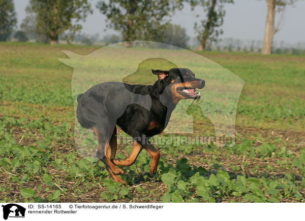 rennender Rottweiler / running Rottweiler / SS-14165