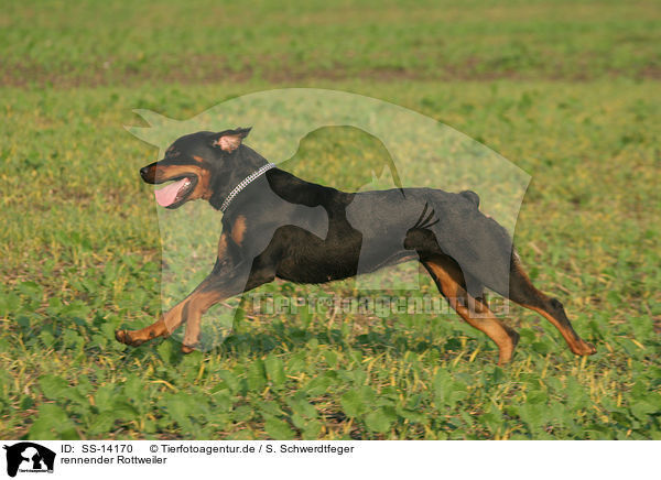 rennender Rottweiler / SS-14170