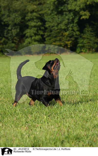 Rottweiler Rde / JH-03612