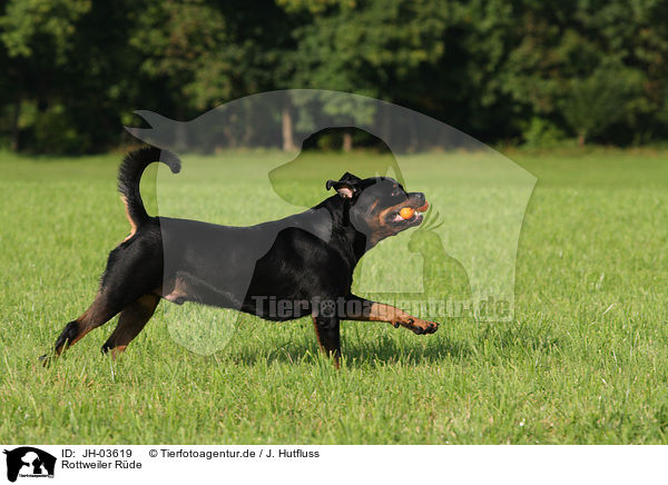 Rottweiler Rde / male Rottweiler / JH-03619