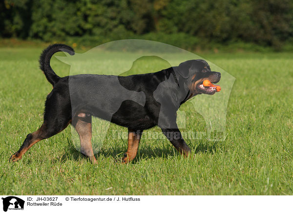 Rottweiler Rde / JH-03627