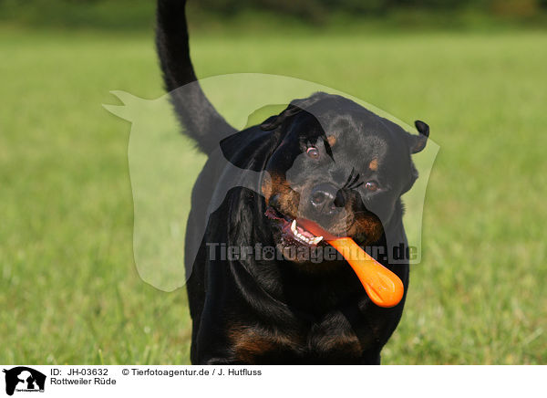 Rottweiler Rde / JH-03632