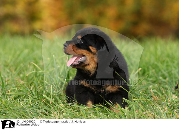Rottweiler Welpe / JH-04020
