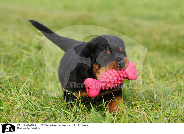 Rottweiler Welpe / JH-04042