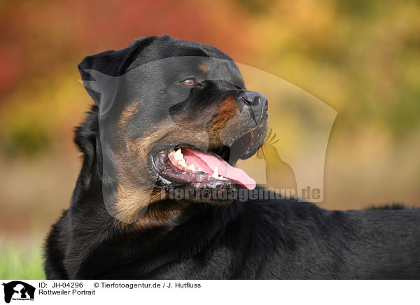 Rottweiler Portrait / JH-04296