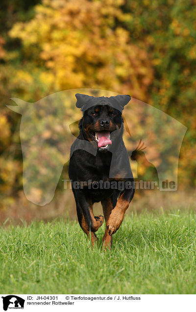 rennender Rottweiler / JH-04301