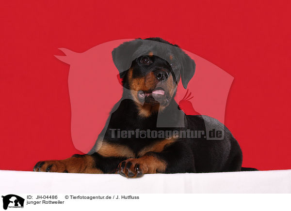 junger Rottweiler / JH-04486