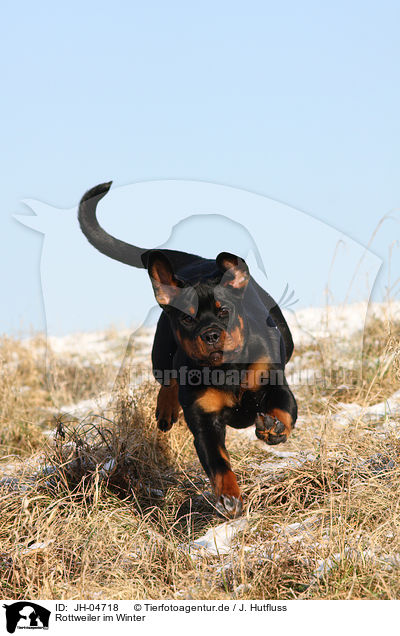 Rottweiler im Winter / JH-04718