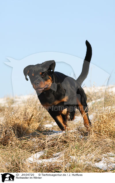 Rottweiler im Winter / young Rottweiler / JH-04720