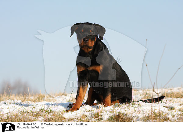 Rottweiler im Winter / JH-04730