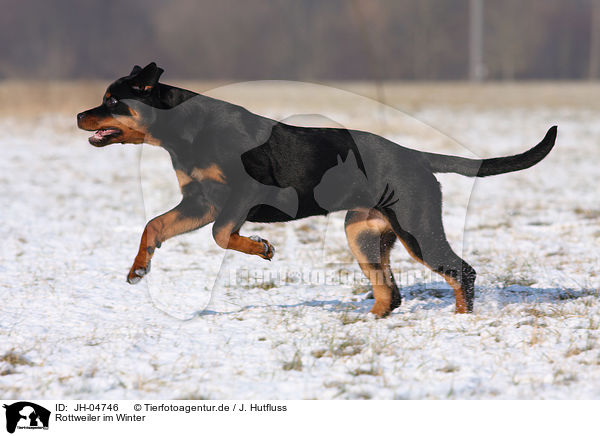 Rottweiler im Winter / JH-04746