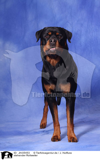 stehender Rottweiler / JH-05453
