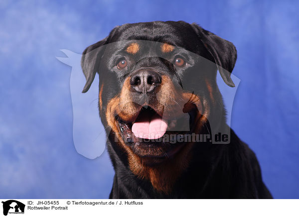 Rottweiler Portrait / JH-05455