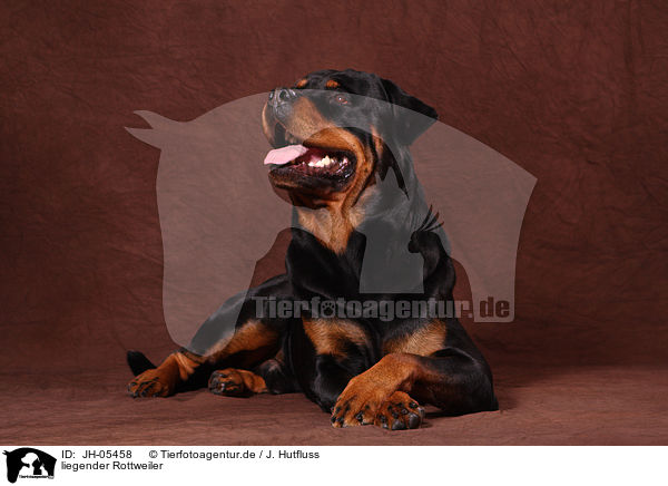 liegender Rottweiler / JH-05458