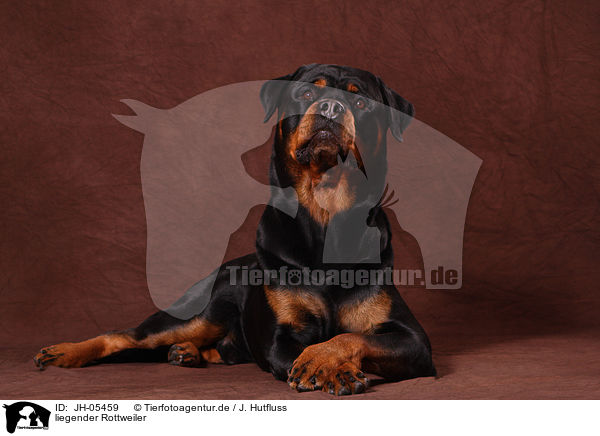 liegender Rottweiler / JH-05459