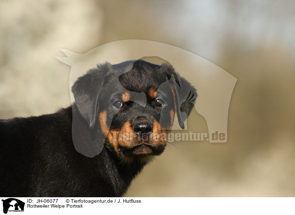 Rottweiler Welpe Portrait / JH-06077