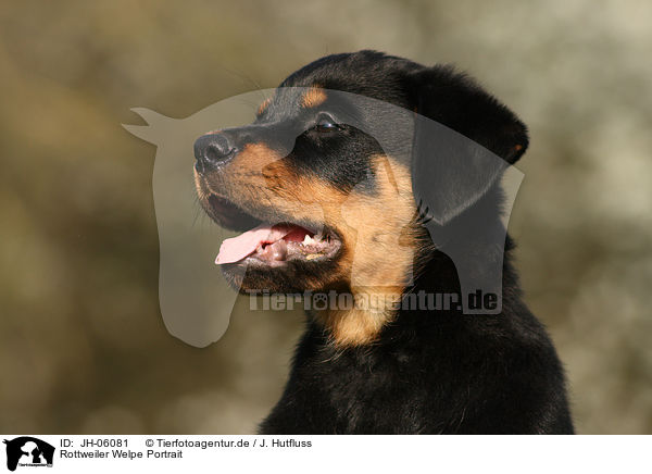 Rottweiler Welpe Portrait / JH-06081