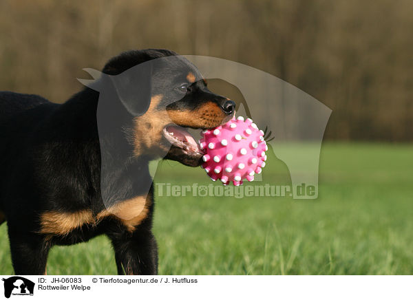Rottweiler Welpe / JH-06083