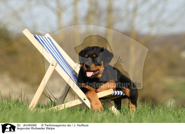 liegender Rottweiler Welpe / lying Rottweiler Puppy / JH-06086