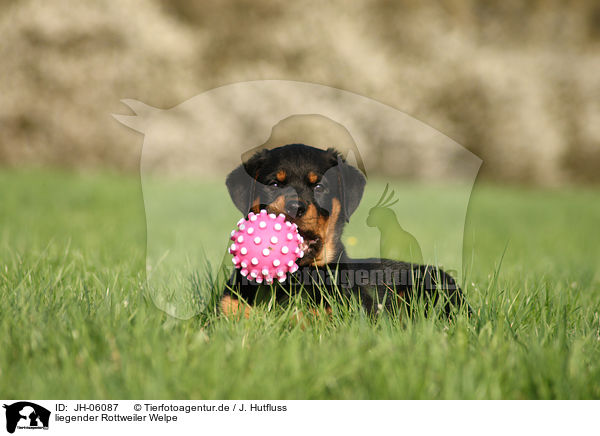 liegender Rottweiler Welpe / lying Rottweiler Puppy / JH-06087