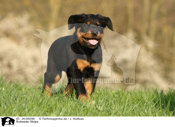 Rottweiler Welpe / Rottweiler Puppy / JH-06098