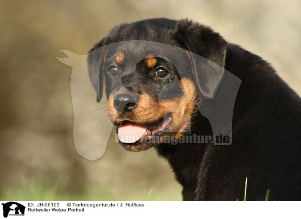 Rottweiler Welpe Portrait / JH-06103