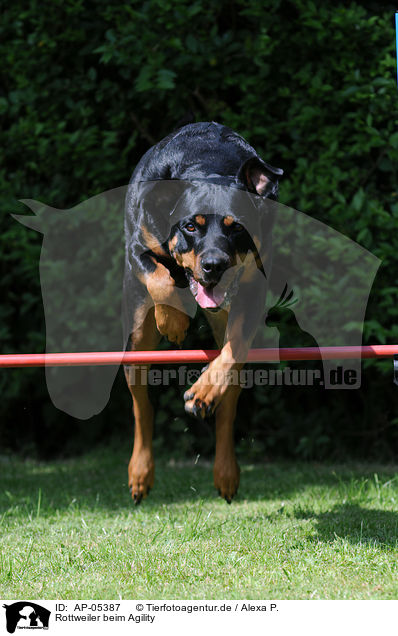 Rottweiler beim Agility / rottweiler at agility / AP-05387