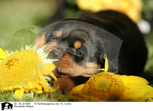 Rottweiler Welpe / Rottweiler puppy / KL-01964