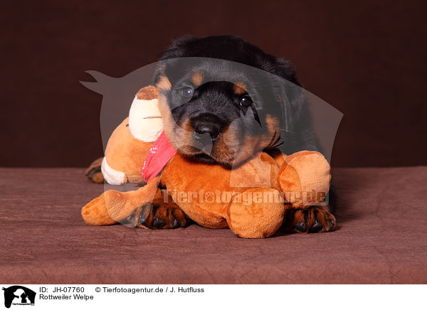 Rottweiler Welpe / Rottweiler puppy / JH-07760